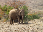 Elephant, Damaraland