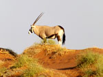 Oryx solitaire, désert du Kalahari