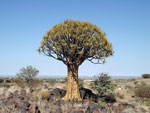 Kokerboom tree
