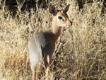 Steenbok ou raphicère