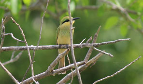 Bee-eater, Caprivi