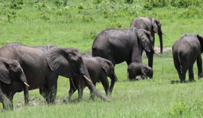 El�phants, Botswana