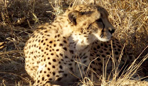 Cheetah - safari