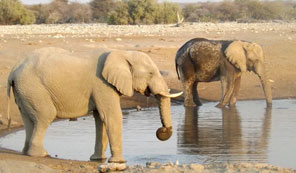 Elephants at Etosha