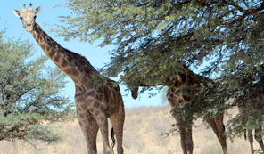 Girafe dans le désert du Kalahari