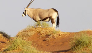 Lone Gemsbok, Kalahari Desert