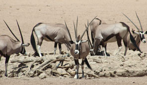 Oryx dans le désert du Kalahari