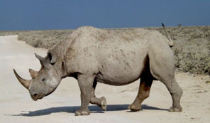 Rhinocéros, Etosha
