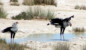 Secretary Birds - wildlife safari, Namibia