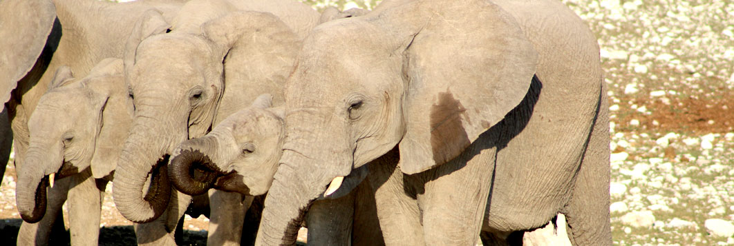 Elephants, Etosha National Park