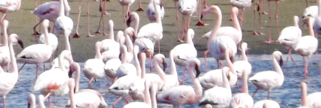Flamingos, Walvis Bay.