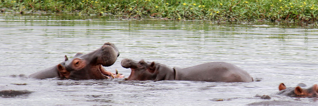 Hippopotames, Botswana